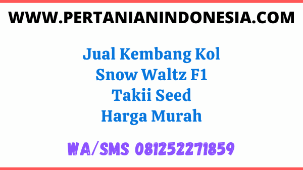 Jual Kembang Kol Snow Waltz F1 Takii Seed Harga Murah